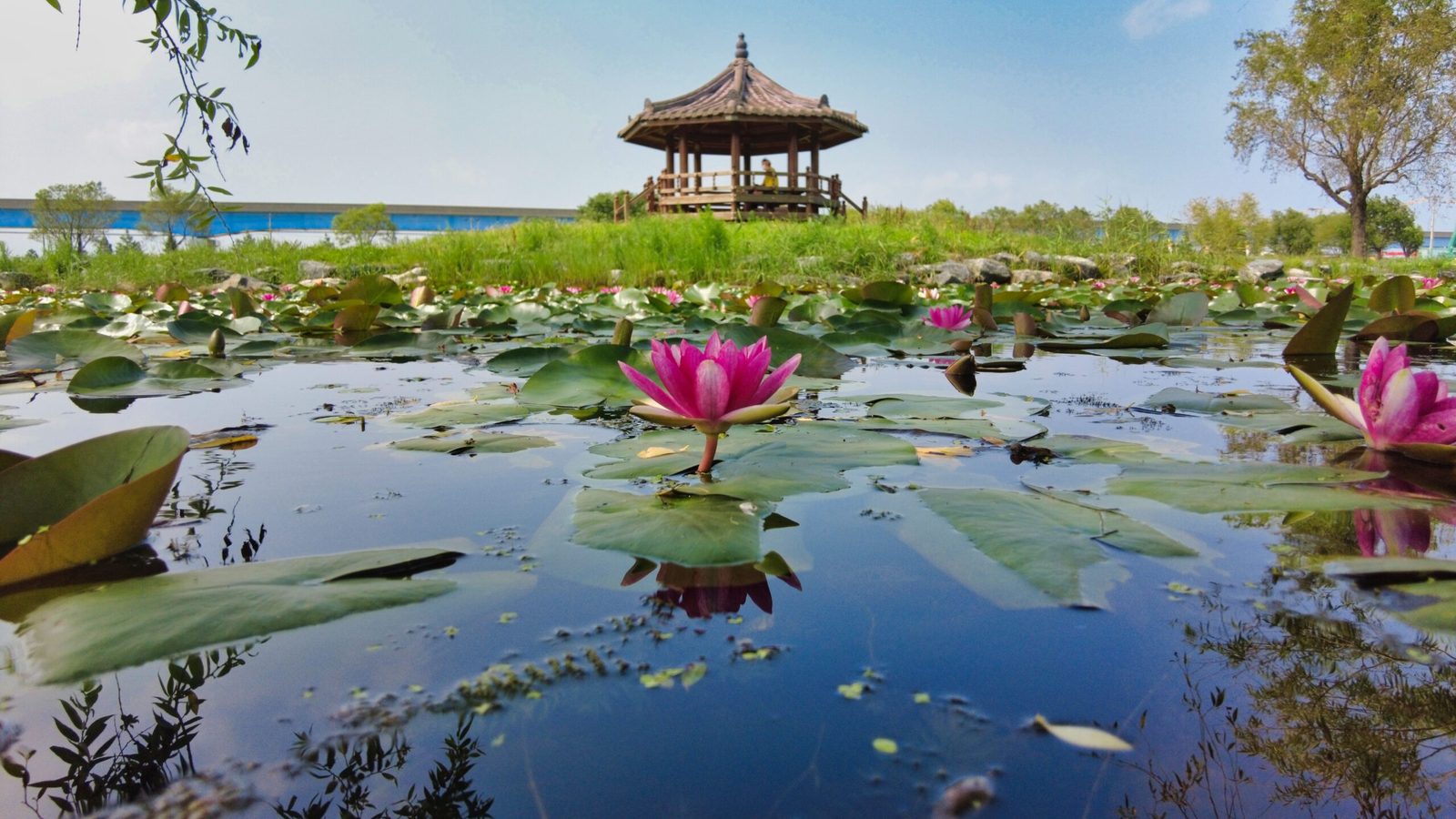 Nature, Outdoors, Pond