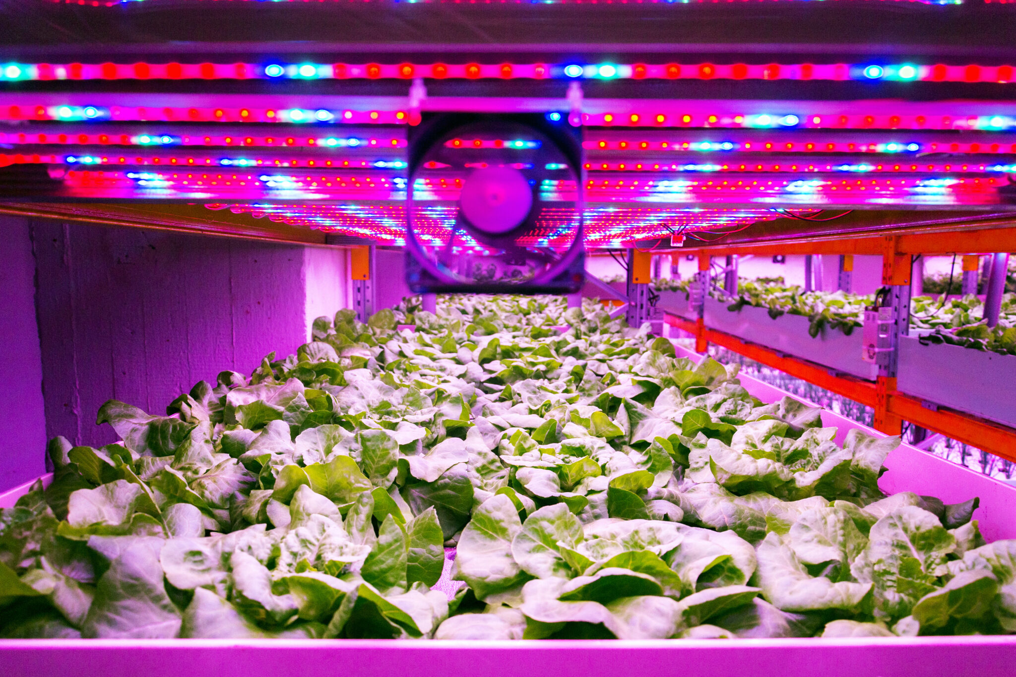 vertical-farming-a-growing-opportunity-newton